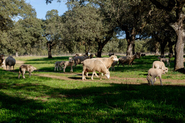 Lambs among holm oaks in a pasture in Extremadura. Spain