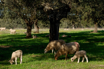 Obraz na płótnie Canvas Lambs among holm oaks in a pasture in Extremadura. Spain