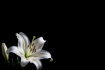 White delicate lily flowers in the corner on black background. Lily flower condolence card with space for text. Funeral concept. Generative AI