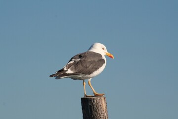 mouette sur un poteau