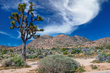 Joshua Tree National Park in Springtime