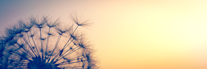 Close-up Of Dandelion Seed Blowing Into Sunset - Freedom To Dream 
