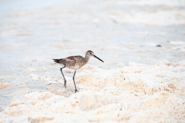 Single Dowitcher Walking on Beach