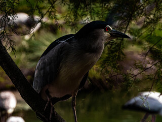 Lifetime of a Black-crowned Night-Heron, France