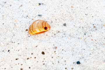 Solitary Seashell