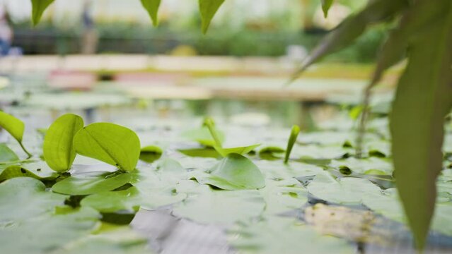 Giant Lily Pad Pond Full Of Summer Life. Giant Lily pads and green leaves cover an indoor pond at a botanical garden tourist attraction.