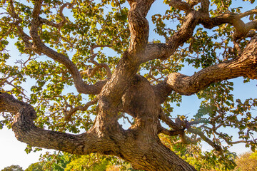 Fototapeta premium Pequi tree (caryocar brasiliense), with twisted trunk, typical of the Brazilian cerrado