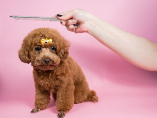 Woman combing a mini poodle on a pink background. 