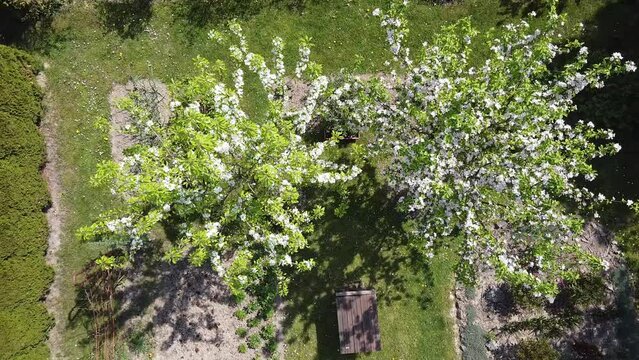 Flowering pear, apple trees in garden, wooden table - view from drone on sunny weather with rotation. Spring shot with pear tree with white flowers and apple trees with pink flowers.