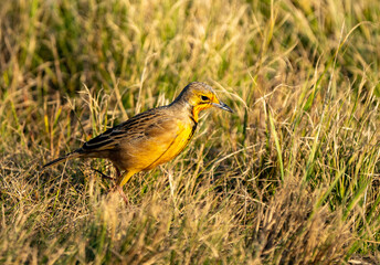 Cape longclaw, also known as an orange-throated longclaw, photographed in South Africa.