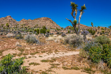 Joshua Tree National Park in Springtime