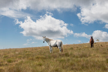 Cavalos Branco e marrom na Montanha