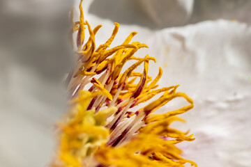 Nice close up macro of white peony heart with stamens, nature absctract, free space for text