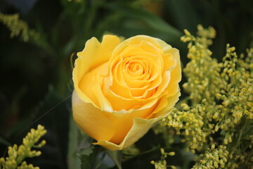 Rosas