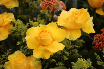 Rosa amarilla  © Joseandres