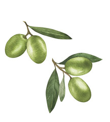 Olives with leaves branch set of watercolor illustration. Isolated on white