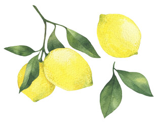Lemon branch with leaves hand drawn watercolor illustration. Isolated on white