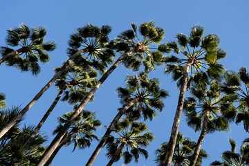 palm trees against blue sky