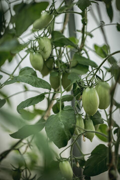 Green tomatoes grow in greenhouse