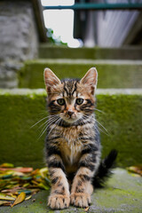 Lazy cat lying on the couch and looking straight ahead. Shallow focus.