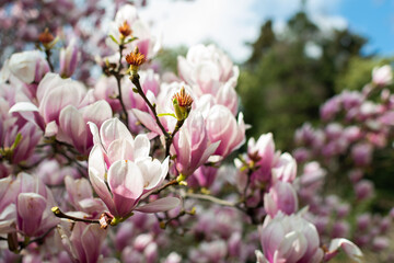 Obraz premium Sprouts of magnolia tree on background of blue sky, during spring period. Budded branch with pink flowers in bloom season.