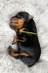 Portrait of a newborn puppy of a black and tan miniature pinscher on a gray fur background