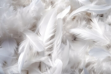 Closeup white feathers