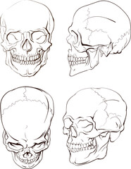 Human skull, anatomical hand drawing, different angles. Set of pictures of human skull, drawing from different projections - front, side, top view.