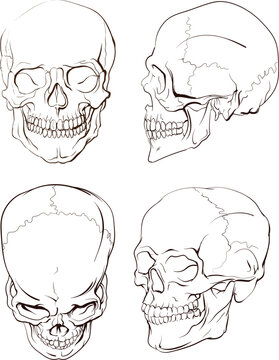 Human skull, anatomical drawing, different angles. Set of pictures of human skull, drawing from different projections - front, side, top view.