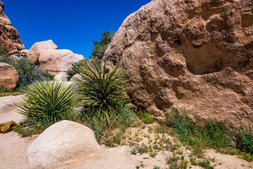 Joshua Tree National Park in Springtime