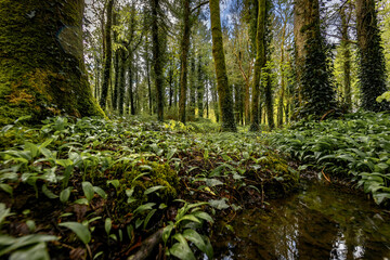 Fototapeta premium Enniskillen Lough Erne travel