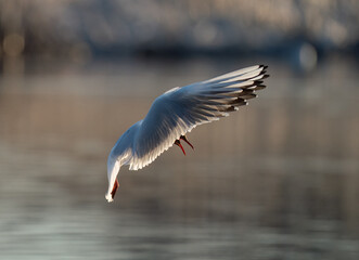 side view of flying Black-headed Gull