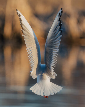 Back view of Black-headed Gull