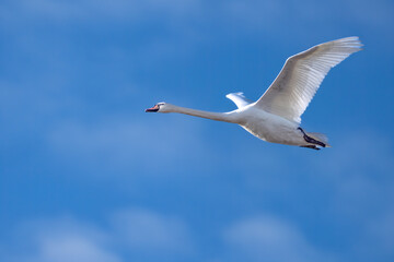 Beautiful Mute Swan captured in flight