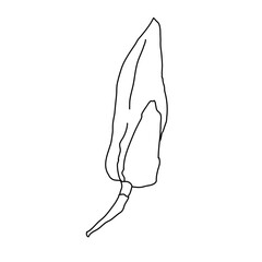 Magnolia flower bud outline. Hand drawn realistic detailed vector illustration. Black and white clipart.