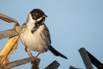 Common Reed Bunting poses on reed