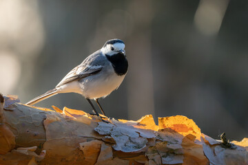 White Wagtail perched on branch