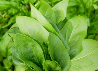 Spinach harvest field closeup fresh vegetable Spinacia oleracea detail rows growing seedlings farm...