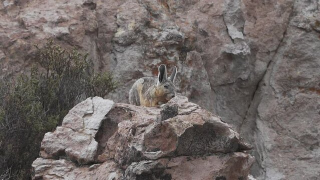 Viscacha, Lagidium viscacia, looking like a mix of rabbit and rat, sitting between rocks in the rocky landscape of the high andes mountains in Chile, it is closely related to Chinchillas.