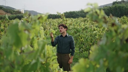 Man winegrower examining vine on grape plantation. Farmer touching yellow leaves