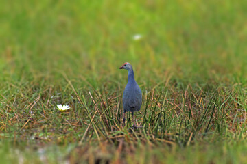 bird