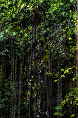 jungle vines