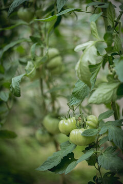 Lots of green tomatoes on a bush