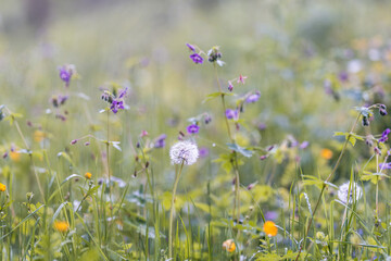 Wild flowers in the meadow shallow depth of field