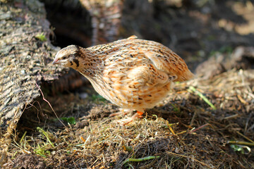 japanese quail hen in the nest