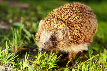 A forest hedgehog walking on the grass