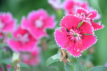 pink flower