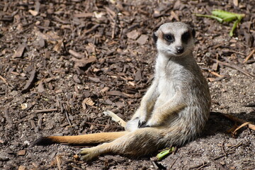 meerkat ou suricate