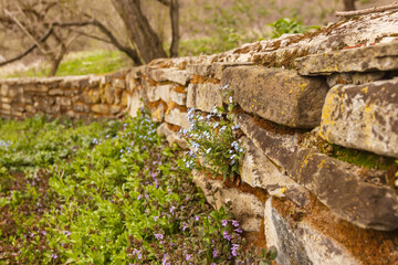 Fototapeta premium blue forget-me-grow from the old stone wall
