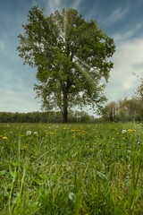 grass and blue sky